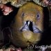 eel_moray_giant_nr_h_0705_png0995.jpg